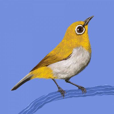 Bird Series   White Eye