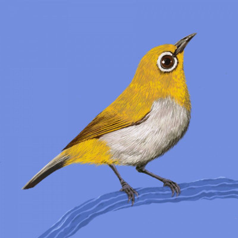 Bird Series   White Eye