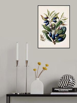 Beilschmiedia Taiaire Tawa Drawn By Sarah Featon (1848–1927)