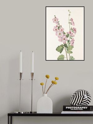 Orange Eye Globemallow From North American Wildflowers (1925) By Mary Vaux Walcott