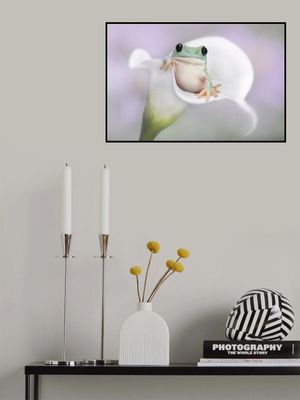 White's Tree Frog on a White Lily