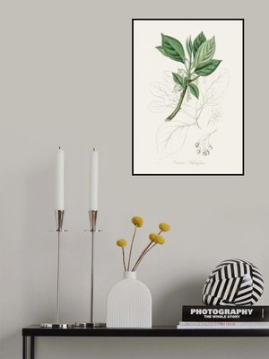 Sassafras (laurus Sassafras) Medical Botany