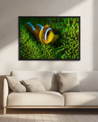 Yellow clownfish on green anemon