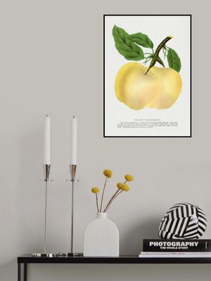 Yellow Transparent Apple Lithograph