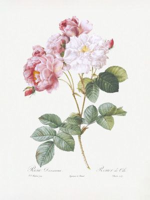 Rosebush, Les Roses (1817–1824)