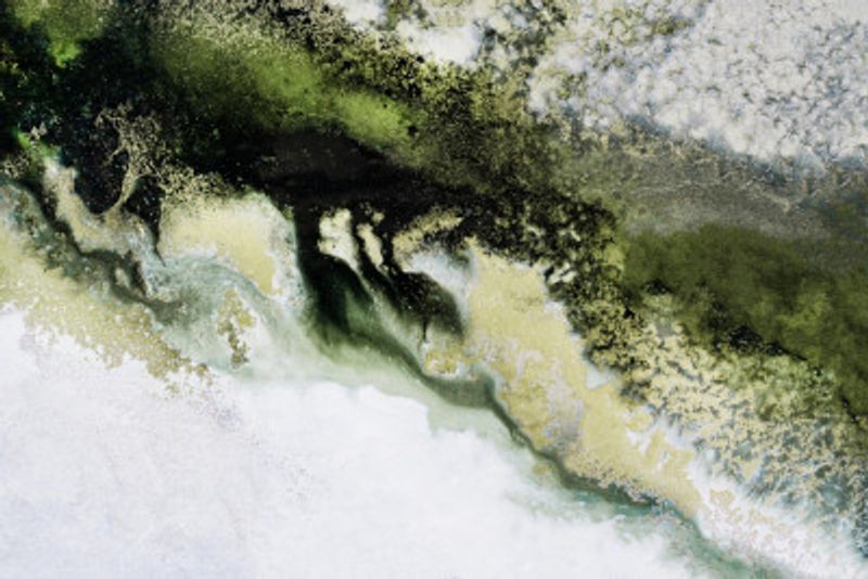 Wonders of the Wild Tif