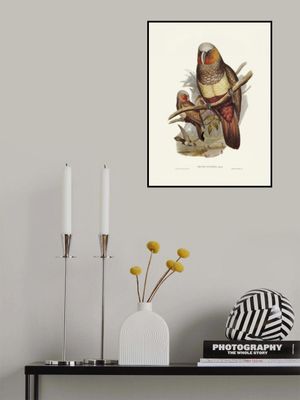 Prince of Essling's Parrot