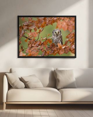 Boreal owl