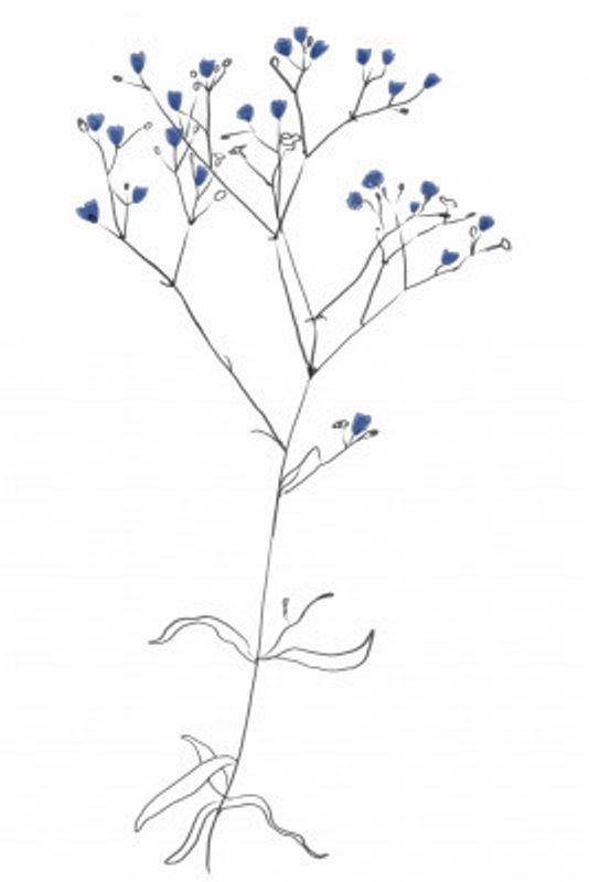 Simple Line Art Plant