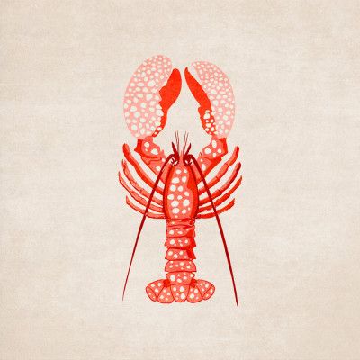 Spotted Lobster Elegance