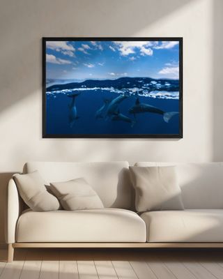 Between air and water with the dolphins