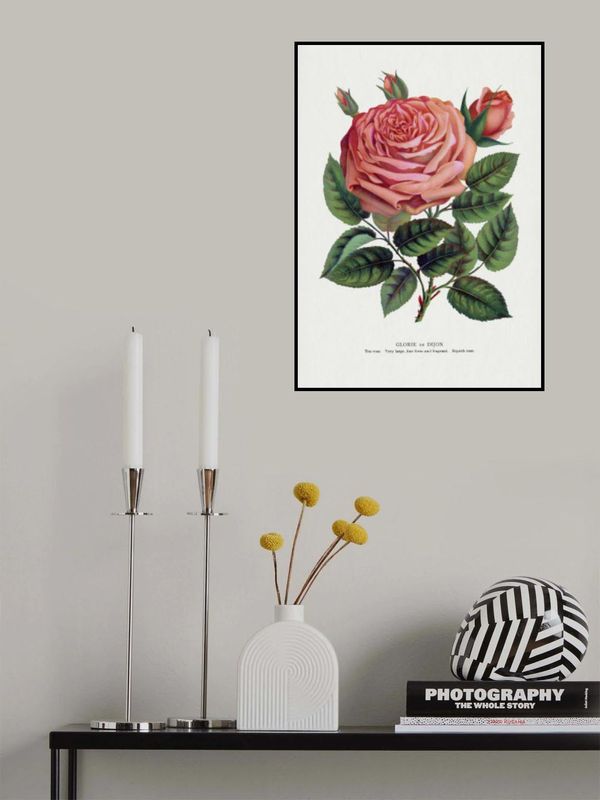 Pink Rose, Glorie De Dijon Lithograph