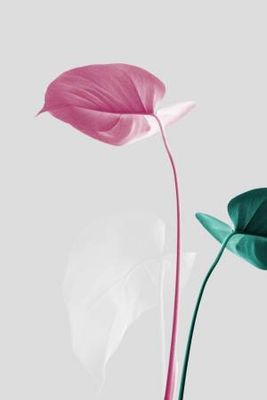 Monstera Creative 18