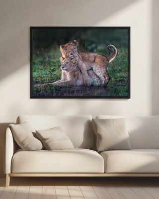 Playful lion cubs