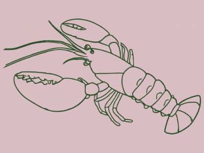 Elegant Lobster Sketch