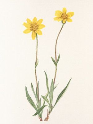 Woolly Arnica From North American Wildflowers (1925) By Mary Vaux Walcott