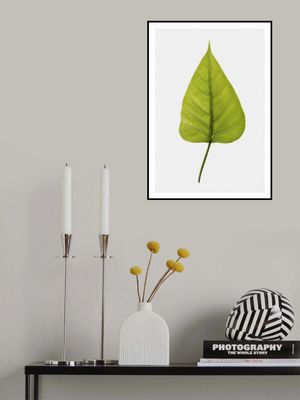 Single Green Leaf With Intricate Vein Patterns