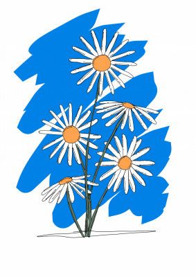 Daisies with White Petals