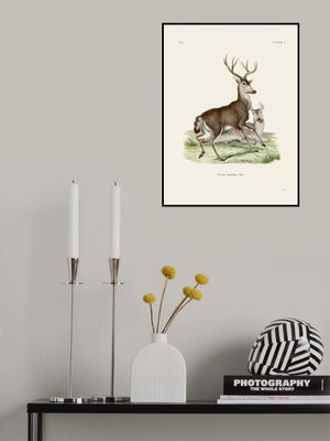 Mule Deer By Johann Christian Daniel Von Schreber.
