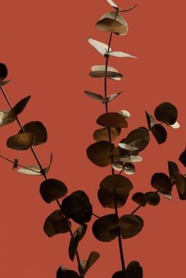 Eucalyptus Gold Rust 01