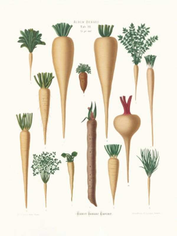 Culinary Roots From Album Benary (1876 1886) By Ernst Benary