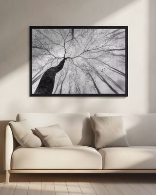 A view of the tree crown