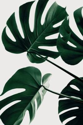Monstera Natural 43