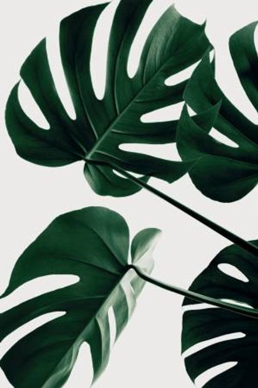 Monstera Natural 43