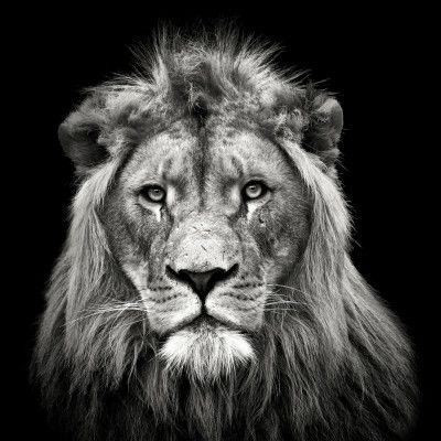 Young Male Lion