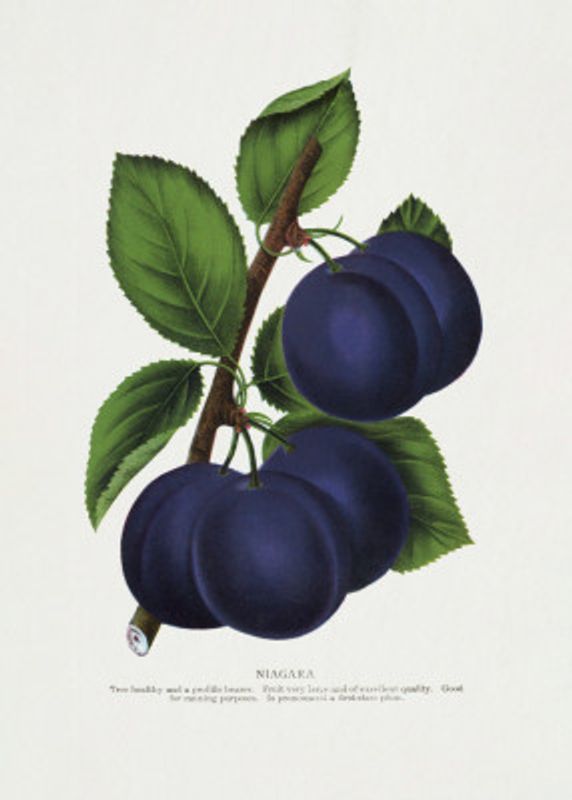 Niagara Plum Lithograph
