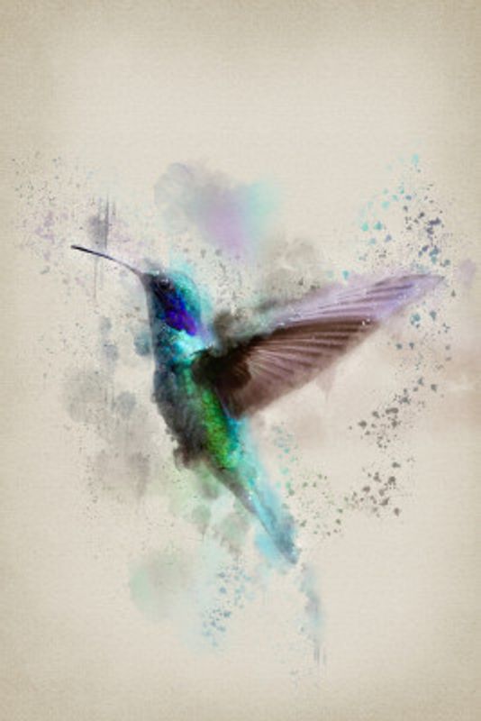 The Hummingbird