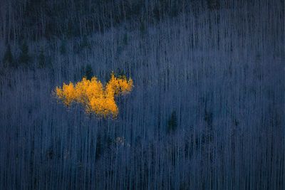 Heart of Aspens