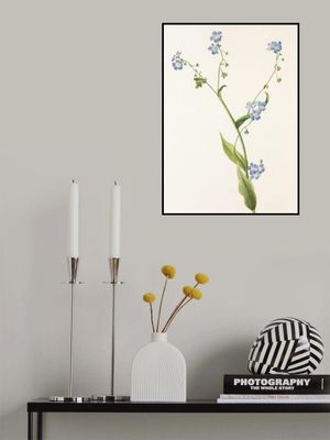 Bur Forget Me Not From North American Wildflowers (1925) By Mary Vaux Walcott