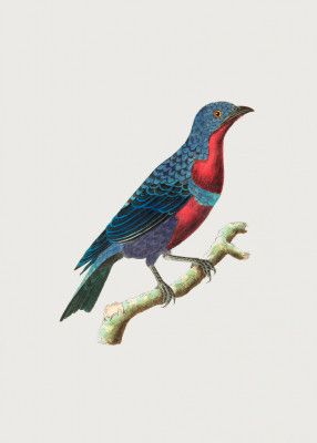 Purple Breasted Chatterer