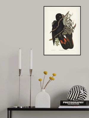 Western Black Cockatoo