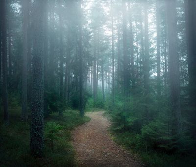 The forest of secrets