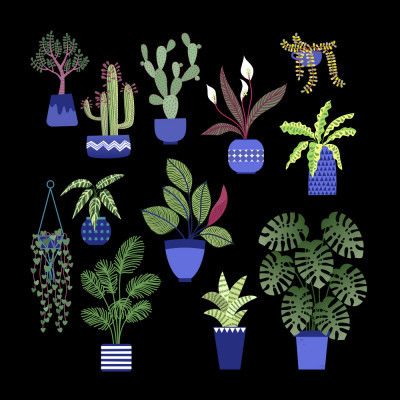 Houseplants Cacti and Succulents in the Dark