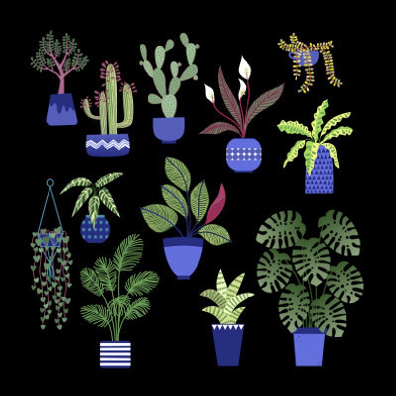 Houseplants Cacti and Succulents in the Dark