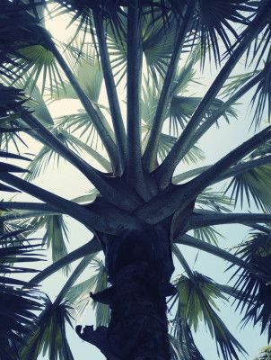 Tropical Tranquillity