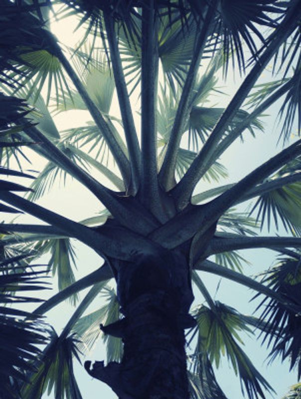 Tropical Tranquillity