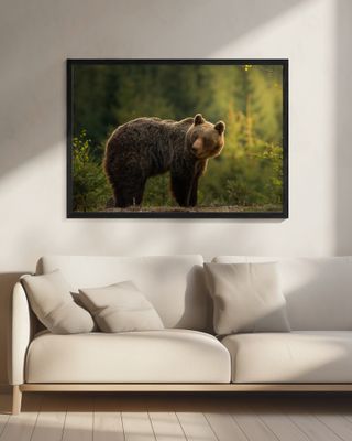 Backlit bear
