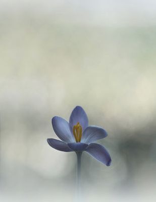 Crocus in the window
