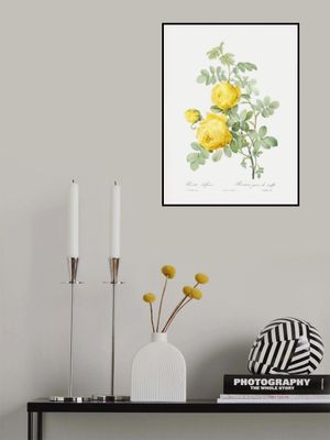 Rosa Hemisphaerica, Les Roses (1817–1824)