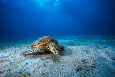 Green turtle in the blue