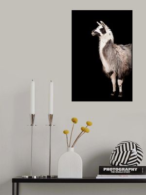 Lama Black  Portrait