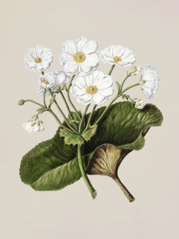 The Mountain Lily Drawn By Sarah Featon (1848–1927)