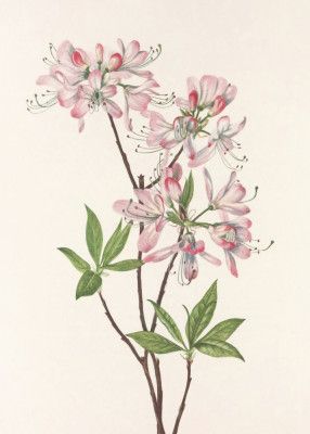 Pinkshell Azalea From North American Wildflowers (1925) By Mary Vaux Walcott