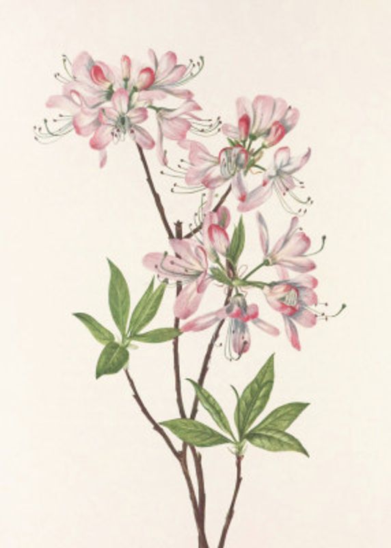 Pinkshell Azalea From North American Wildflowers (1925) By Mary Vaux Walcott