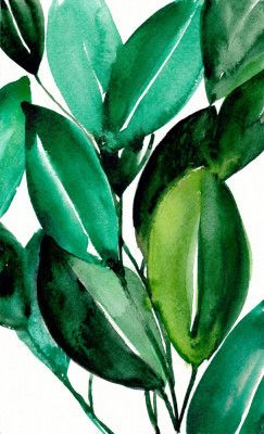 Rubber Tree Plant