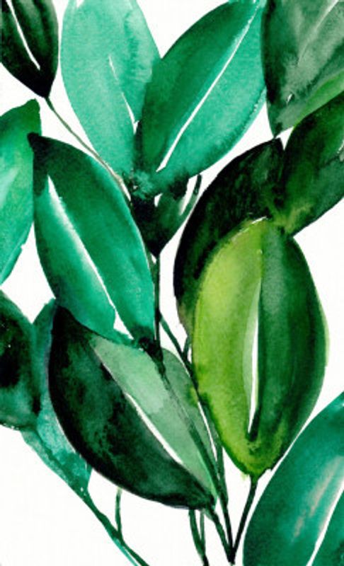Rubber Tree Plant